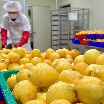 Sản xuất bột rau củ và bột trái cây trong phòng sạch thực phẩm trước thách thức bụi mịn và độ ẩm